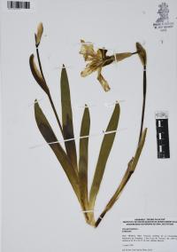 Iris germanica image